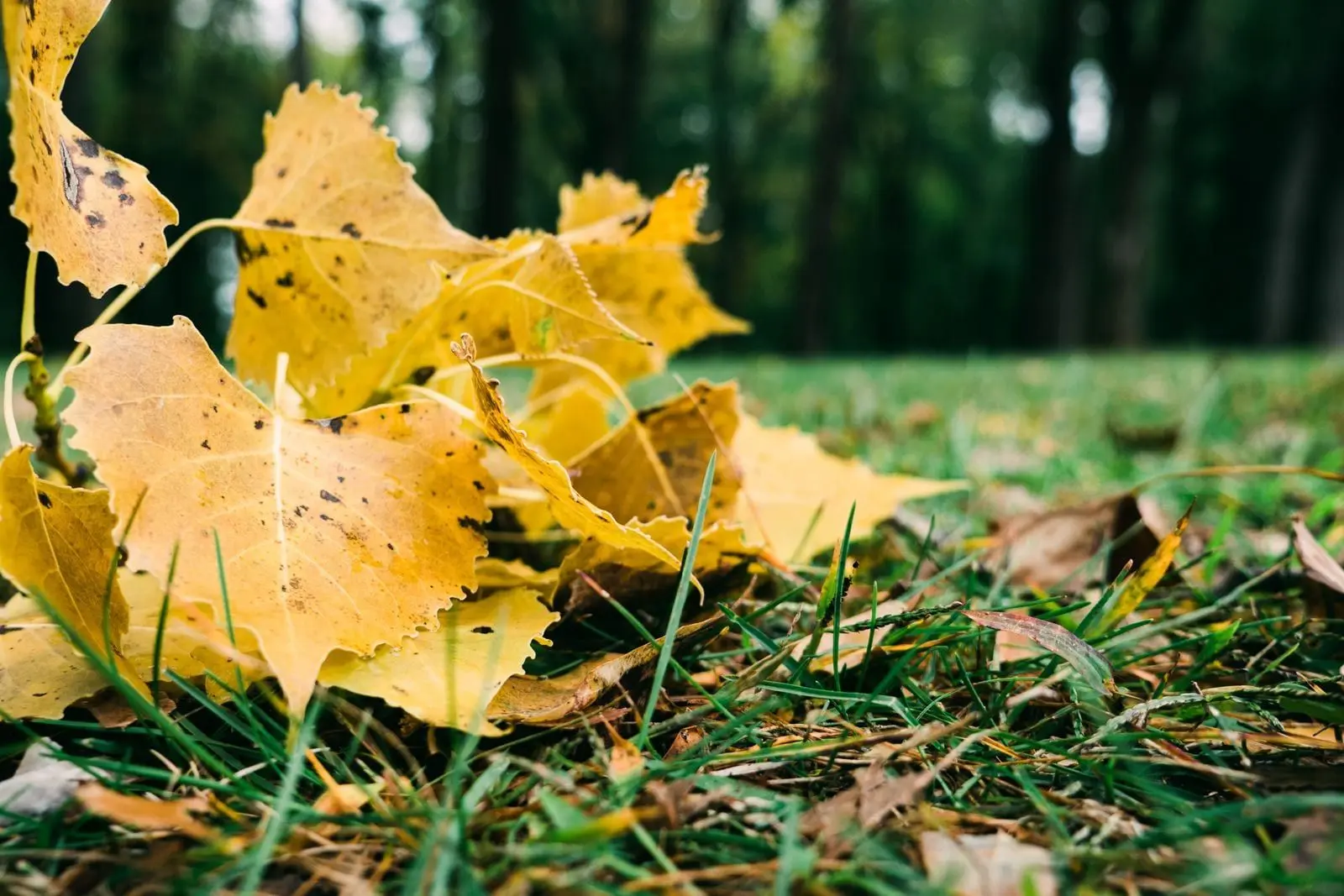 What Happens If You Just Leave the Leaves?