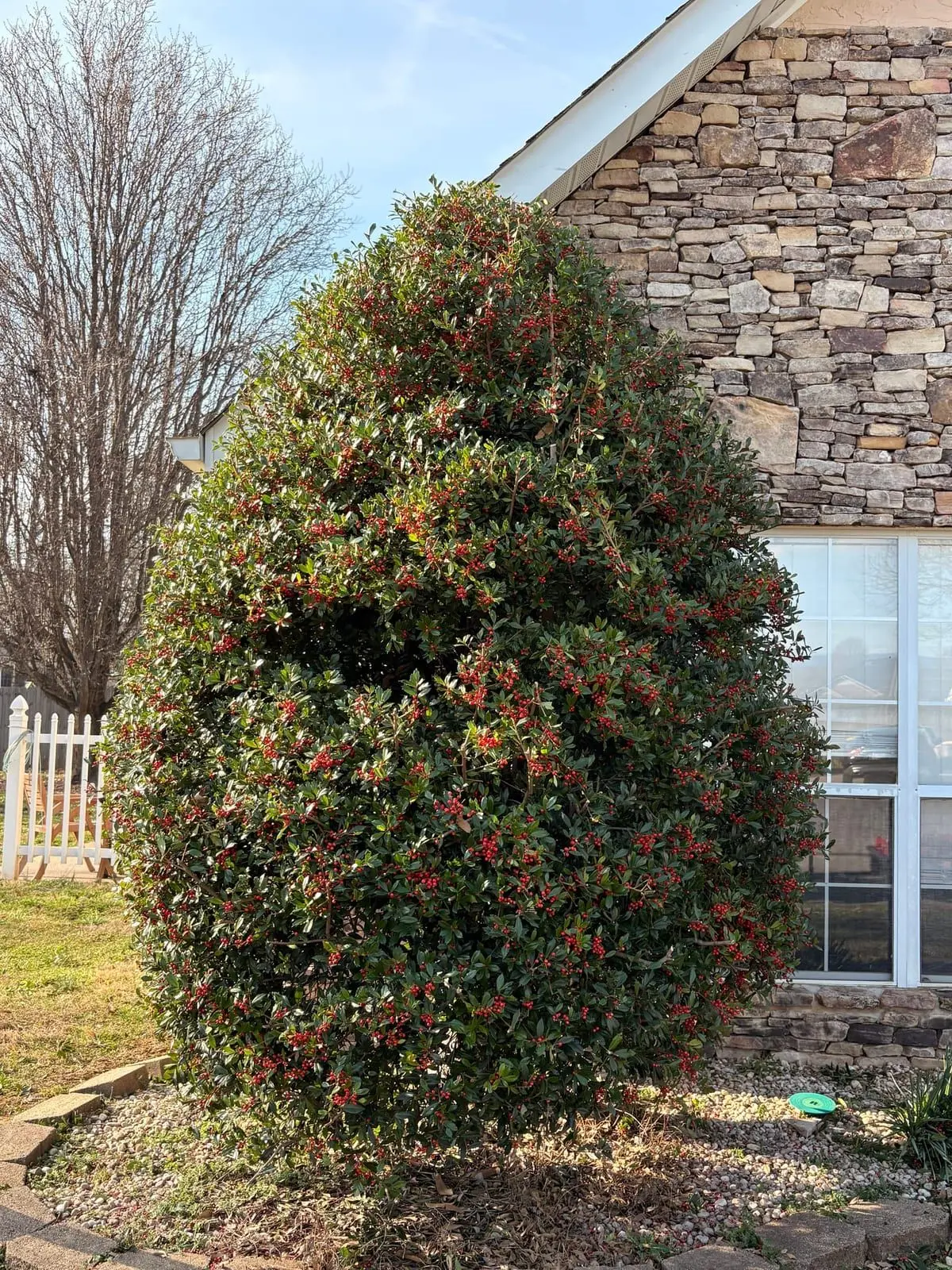 The Best Low-Maintenance Landscape Plants for East Tennessee Homes