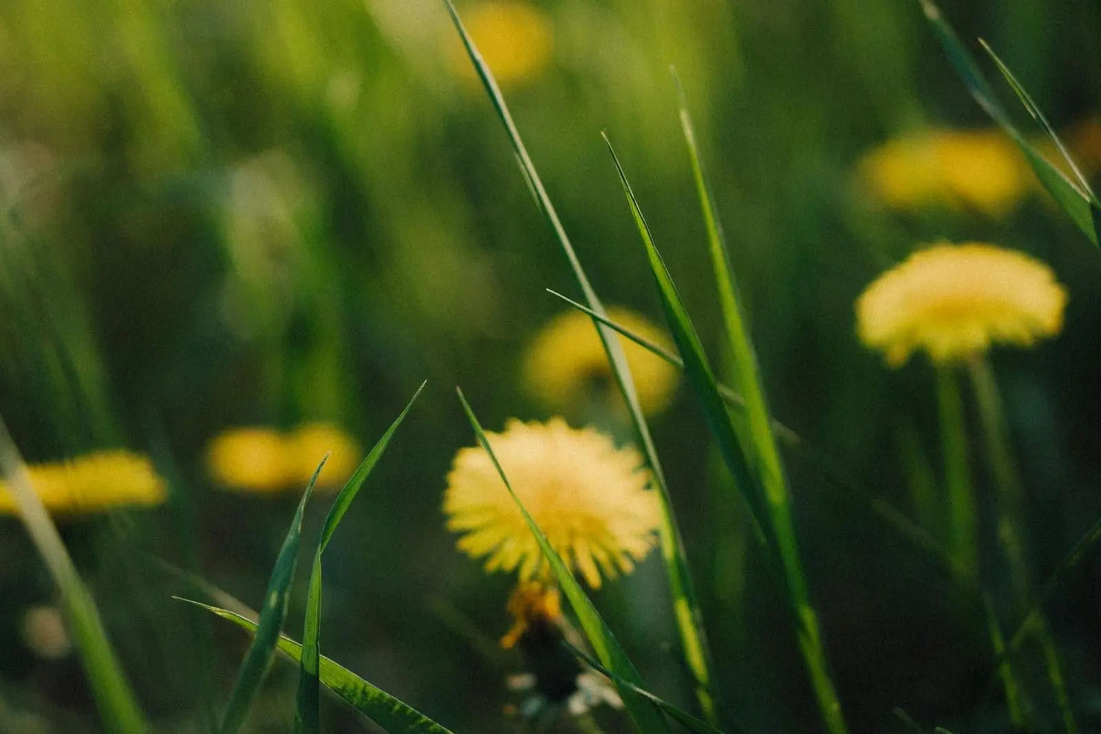 Why Is My Lawn Full of Weeds? Common Causes and Solutions in East Tennessee