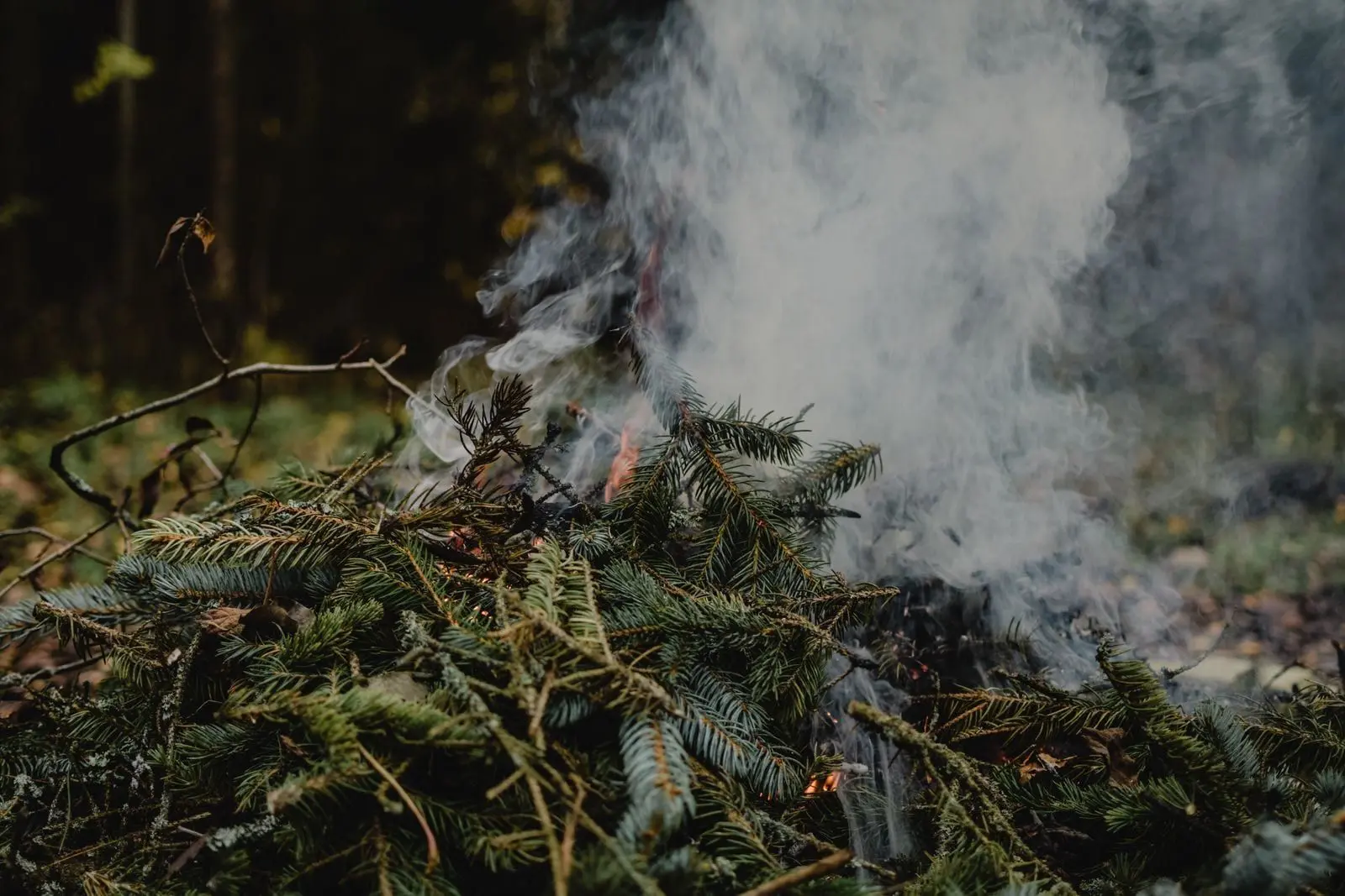 Can You Burn Leaves in Tennessee? Burn Permit Rules for 2026