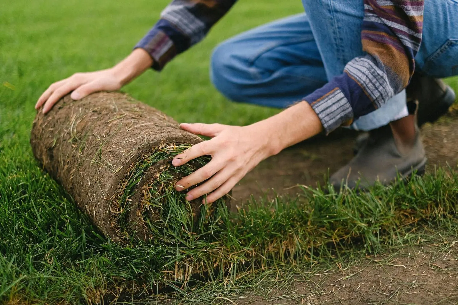 Sod vs. Seed: Which Gives You the Best Lawn for Your Money?