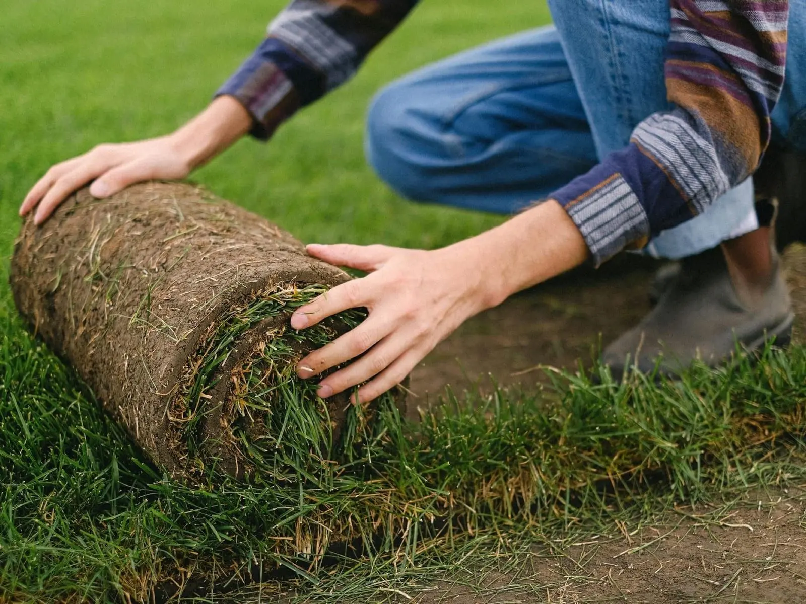 Fresh sod rolled out over prepared soil on a new East Tennessee lawn
