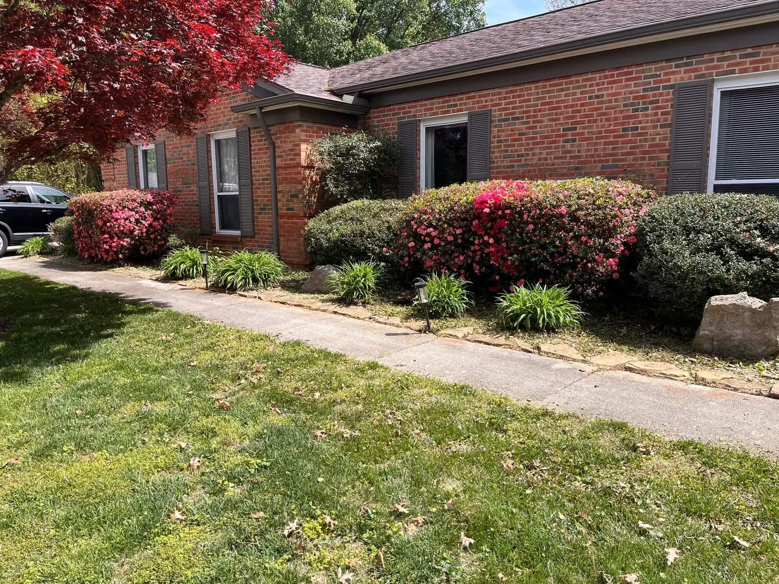 Refreshed foundation beds with blooming azaleas along a brick home walkway