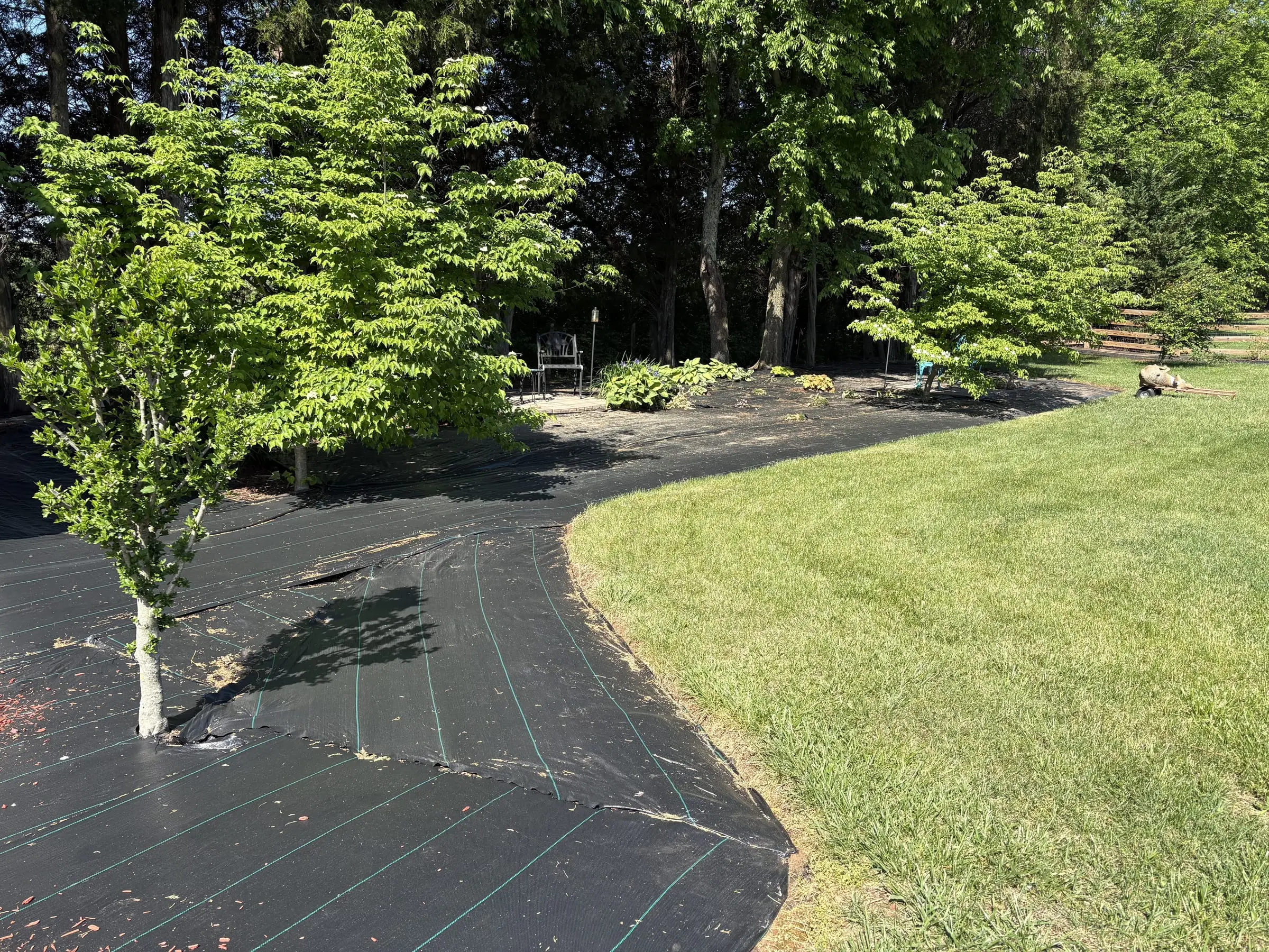 Treeline bed before landscaping