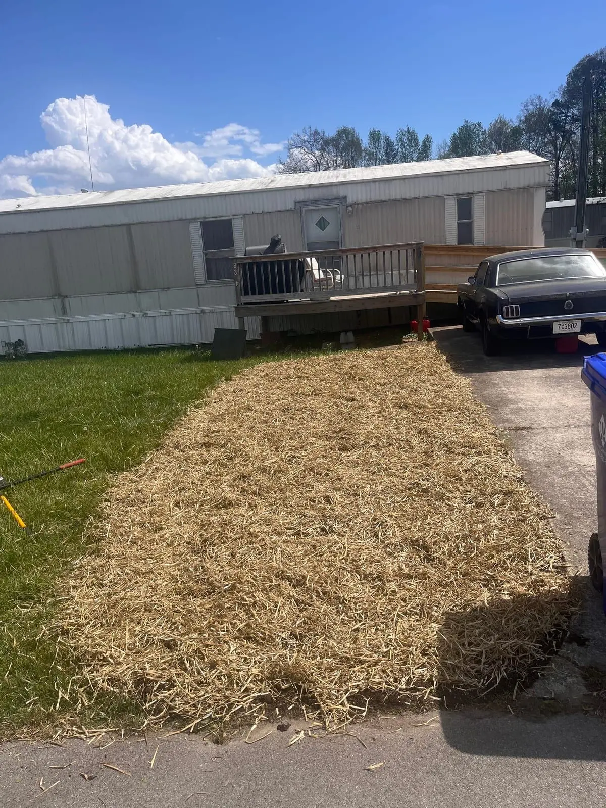 Freshly seeded and strawed front yard